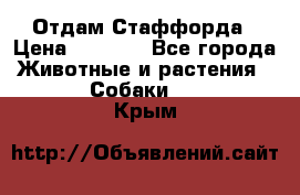 Отдам Стаффорда › Цена ­ 2 000 - Все города Животные и растения » Собаки   . Крым